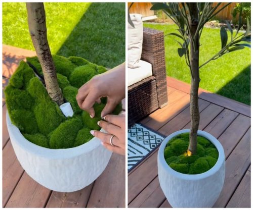 This DIY Plant Hack Gives Your Plants the Spotlight They Deserve
