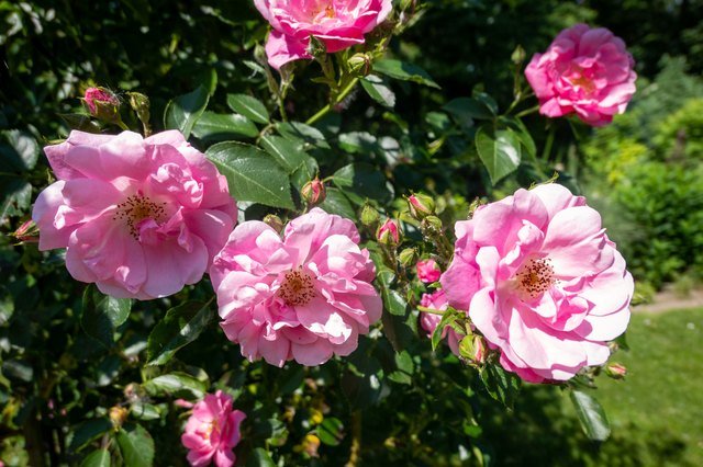 Will Soapy Water Kill Plants? Plus: other gardening tips and hacks