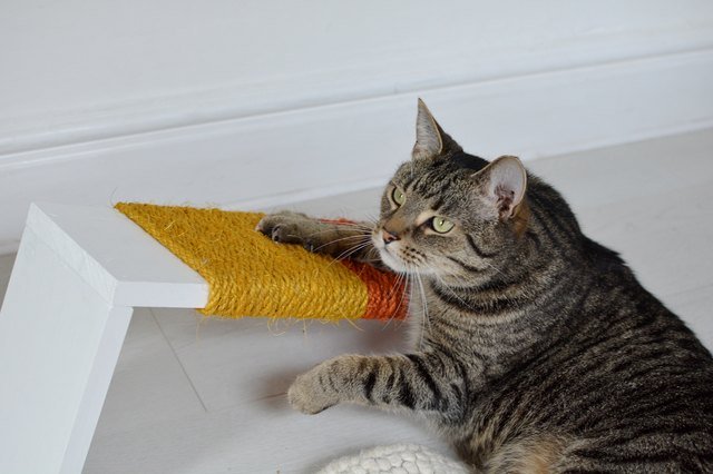 Finally, a DIY Cat Scratching Post That Actually Looks Cute
