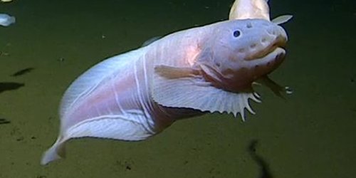 Scientists Capture Footage of a Fish at Record-Breaking Depths
