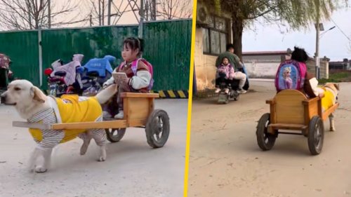 Dog ‘driver’ in China pulls cart to pick up kindergarten girl, envious classmates say it is ‘Rolls-Royce’ for children