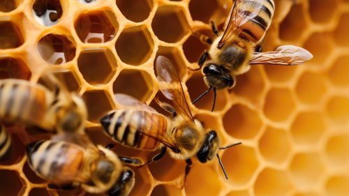 Up to 70% of US bee colonies could be lost due to disease, pesticide poisoning