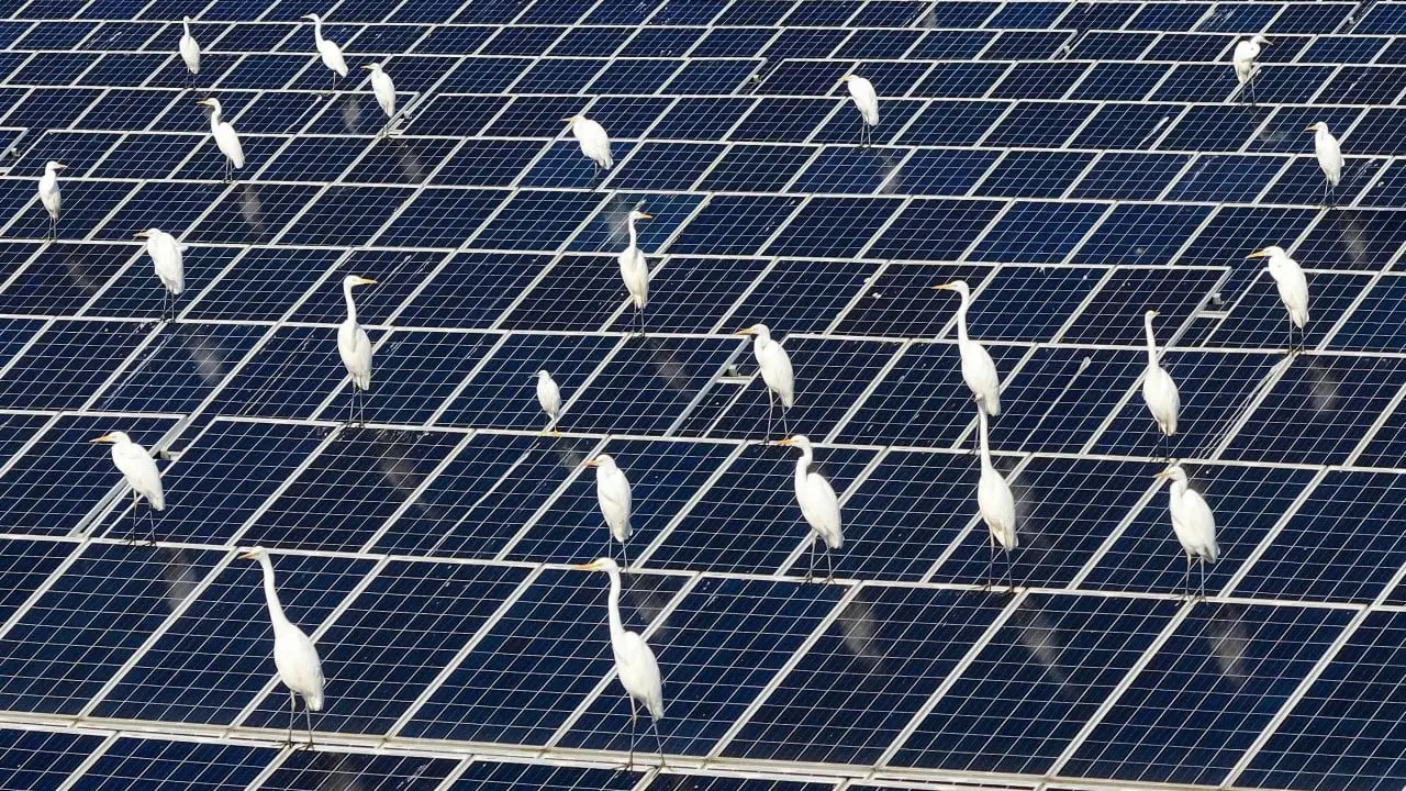 Renewable Energy & Conservation - cover