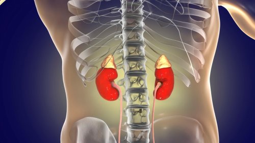 The kidneys: how they work and the best ways to keep them healthy