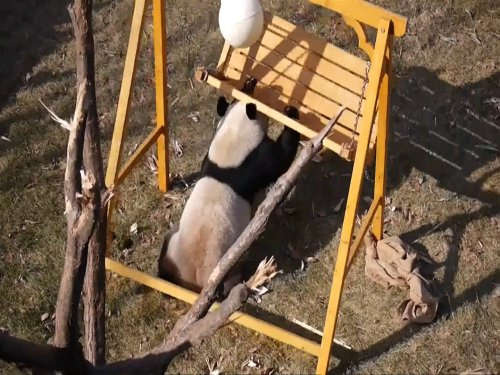 Chinese pandas roll and play in the snow after being let out for the first time in Finland zoo