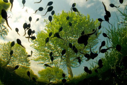 Tadpoles flying across blue sky wins Royal Society Publishing photography competition