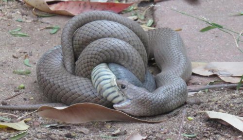Eastern Brown vs Tiger snake: Watch this serpentine battle to the death