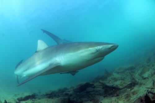 Endangered Sharks, Rays Caught In Protected Med Areas: Study
