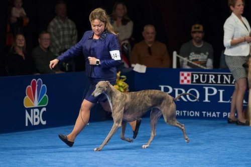 When, Where To Watch National Dog Show 2017
