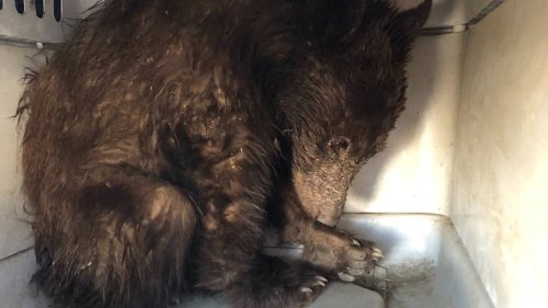 Young bear was starving when wildlife officials found her. See her amazing turnaround