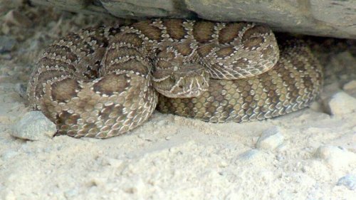 What to do if a venomous rattlesnake bites you and you don’t have cell service in Idaho