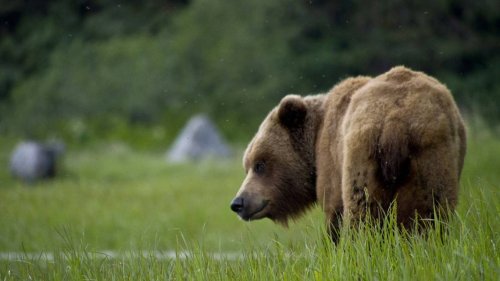 Grizzly bear’s historic venture into area of Wyoming has tragic end, officials say