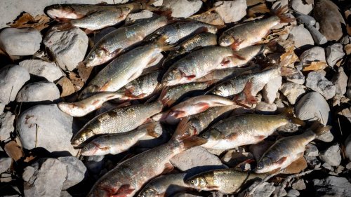 ‘Bucket biologist’ blamed for introducing fish into Utah reservoir. Why that’s illegal