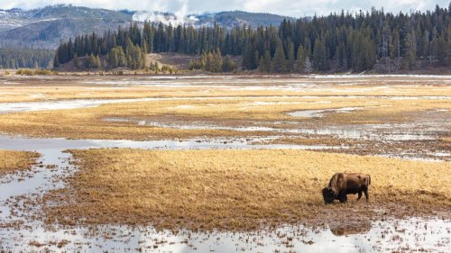 Bison gores 71-year-old woman at Yellowstone. It’s the second attack in three days
