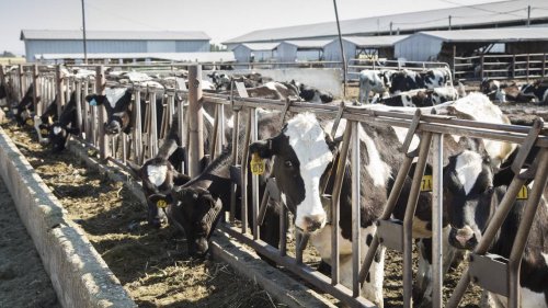 China stopped buying US ag products. Here’s why that could hit Idaho hard