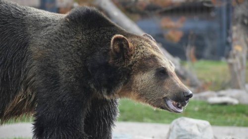 Grizzly charges at pair fishing in Montana creek, officials say. One shot at it