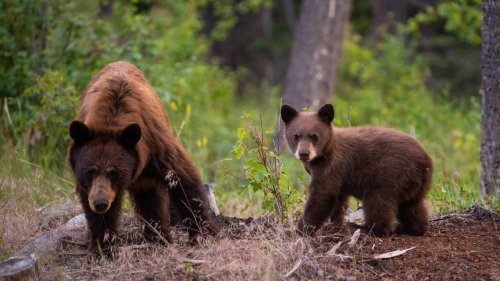 Man dumped bodies of mama bear, 2 cubs he killed, CO officials say. He gets probation