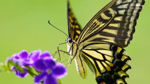 Butterfly-Eyed Sensors Capture UV Images