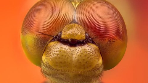 Fast, Efficient Neural Networks Copy Dragonfly Brains