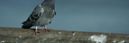 Rooftop Drones for Autonomous Pigeon Harassment