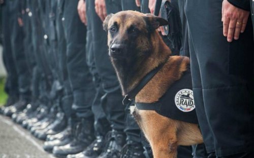 为纪念巴黎遇难警犬，狗狗们集体晒自拍