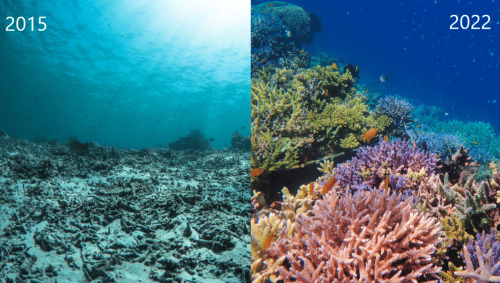 Photos Show What Seven Years Of Restoration Can Do For Coral Reefs