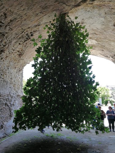 Italy’s Upside-Down Fig Tree Hangs From The Roof Of An Ancient Ruin