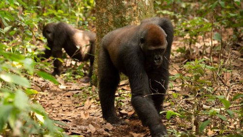 We Thought Gorillas Scratched Around For Bugs, But They Are Actually Foraging Something Much Fancier