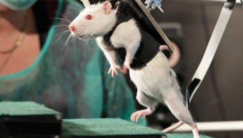 Spinal Cord Stimulation Allows Completely Paralyzed Rats To Walk Again