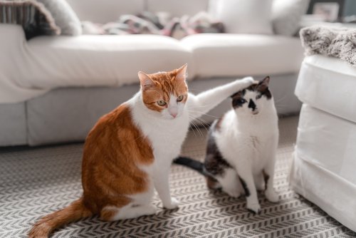 Cats Can Learn Each Other's Names, Not Just Their Own, Study Claims