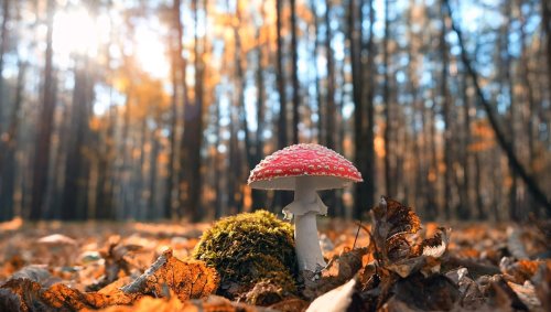 Was Jesus A Hallucinogenic Mushroom? One Scholar Certainly Thought So