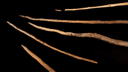 300,000-Year-Old Wooden Tools Provide Rare Insight Into Neanderthal Society