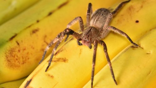 Spider Venom That Causes Big Boners Could Be A New Viagra