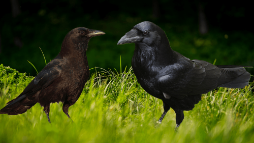 Raven Vs Crow: Do You Know The Difference?