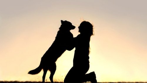Heartbeats Of Dogs And Their Owners Sync-Up When They're Reunited
