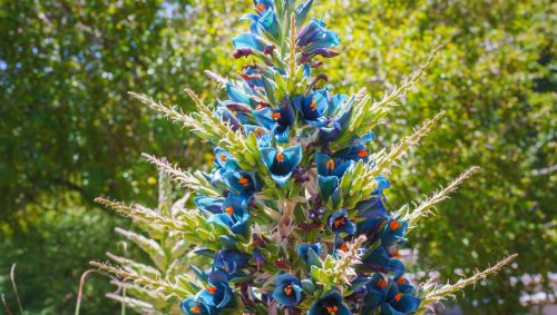 Sapphire Tower Plant Blooms For First And Last Time In 20 Years