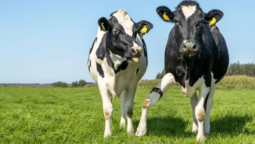 Smartwatch-Wearing Cows And Smart Farms Are The Future, Say Scientists