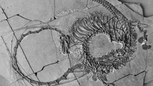 240-Million-Year-Old Fossilized "Chinese Dragon" Fully Revealed For The First Time
