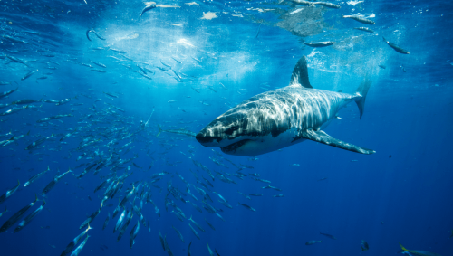 How Long Does It Take For A Great White Shark To Cross An Ocean?