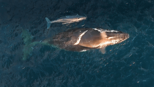 Whale Calves Are Born On “Humpback Highway”, Changing What We Knew About Migration