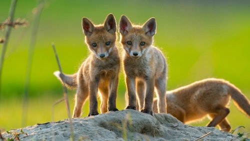 What Is A Baby Fox Called?