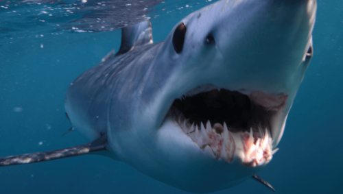 Octopus Filmed Riding A Shark Like A Cowboy, Surprising Scientists (And, Probably, Shark)