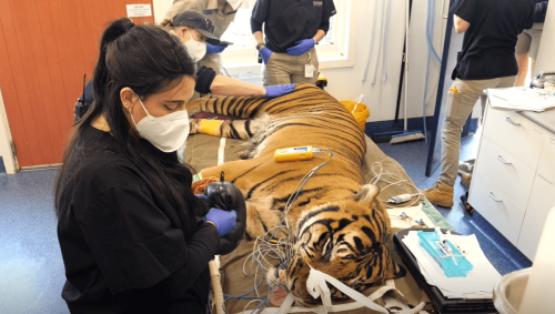 Tiger And Vet Survive Triple Root Canal