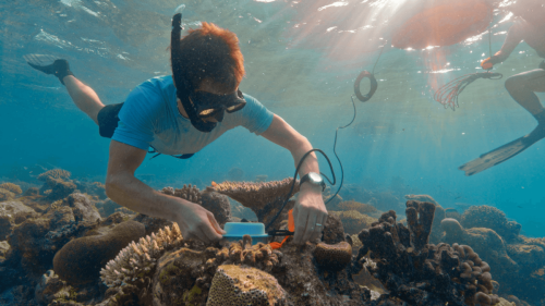 World-First Approach To Save Corals Plays Their Babies A Reef Soundtrack