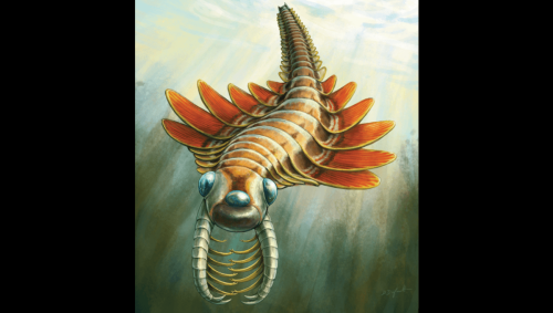 New Species Of Three-Eyed “Sea Moth” Hunted In Earth's Oceans 506 Million Years Ago