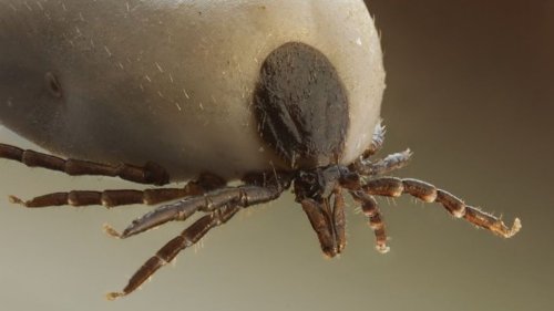 Lyme Disease: A Ticking Time Bomb