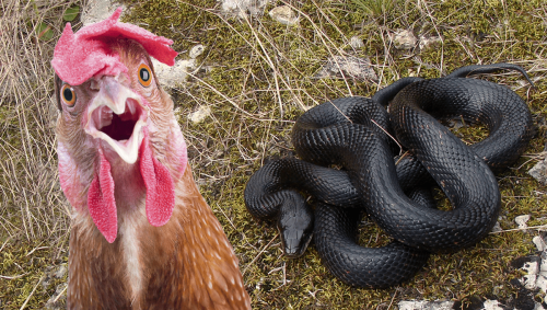 An Old Method Of Extracting Snake Venom With Chicken Anuses Led To 74 Dead Chickens