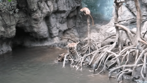 Video Shows Otters Drown And Kill A Monkey At A Zoo