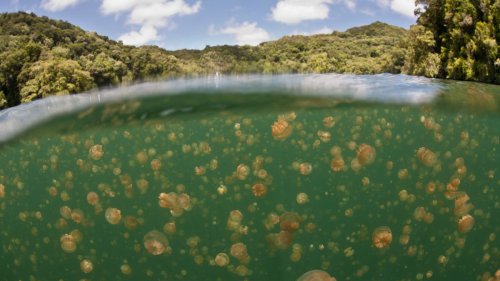 Jellyfish Lake In Palau Is Home To 5 Million Members Of A Unique Species