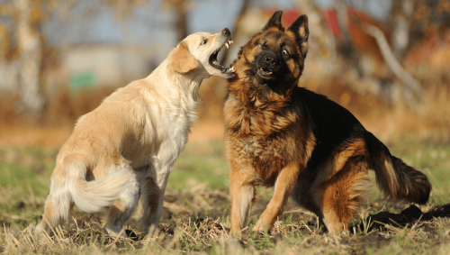 Turns Out We're Rubbish At Detecting Aggressive Interactions In Dogs